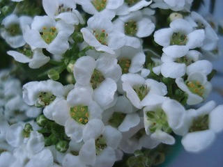 DSC00226.jpg