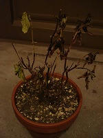 DSC00264.jpg