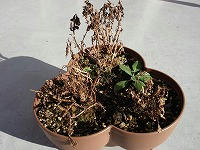 DSC00143.jpg
