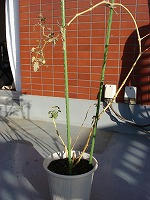 DSC00205.jpg