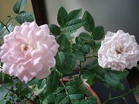 DSC08351.jpg