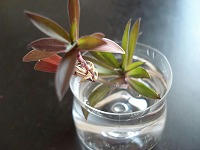 DSC00277.jpg