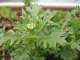 DSC00720.jpg