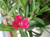 DSC00724.jpg