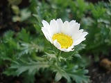DSC00817.jpg