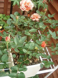 DSC01126.jpg