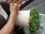 DSC01130.jpg