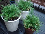 DSC01132.jpg