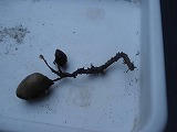 DSC01136.jpg