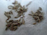 DSC01155.jpg