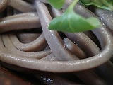 DSC01505.jpg