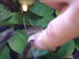 DSC02330.jpg