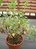 DSC02407.jpg