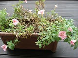 DSC02412.jpg