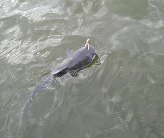 IMG_9699.JPG