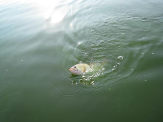 IMG_1803.JPG