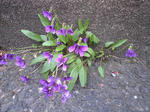 CA390612.JPG