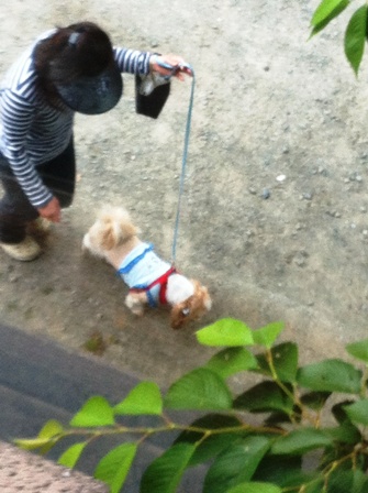 散歩する近所の老犬と飼い主さん