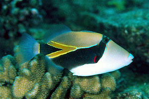 humuhumu.jpg