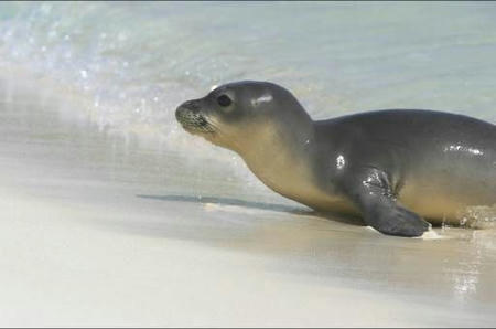 baby_seal_2_smaller.jpg
