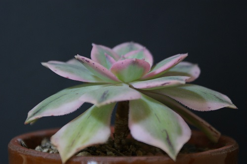 サンバースト 4月の写真です 多肉植物の日々 Part2