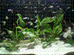 11.GIF
