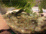 6.GIF
