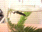 7.GIF