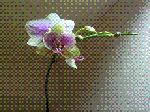 8.GIF