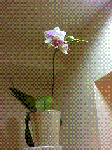 9.GIF