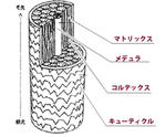 img_puchi.JPG