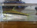 PICT2119.JPG
