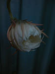 TS3B0225.JPG