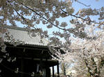 立本寺桜１