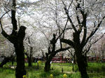 平野神社桜園