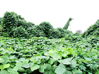 sumleaf