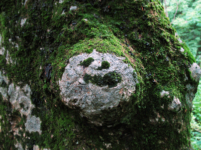 facegreen