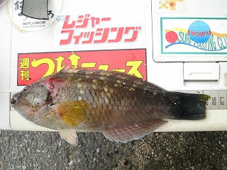 年々大きくなるヒガンフグにホシササノハベラ 小池 勝の投げ釣りブログ