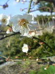 ume