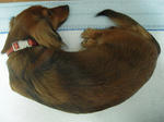 DSCN1468.jpg