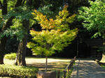 紅葉途中