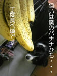 DVCbanakuma.jpg