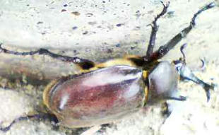 kabuto.jpg
