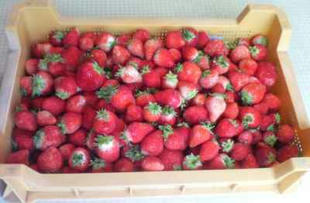 strawberry.jpg