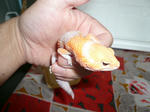 c6292508.jpg