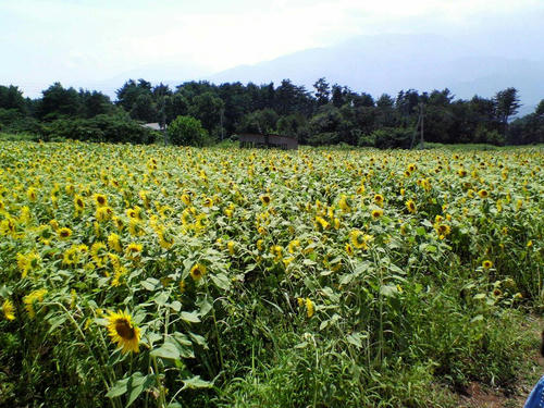 NEC_0016.jpg