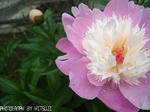 IMG_3291.jpg