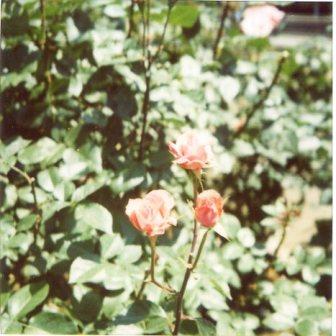 img007_re.jpg