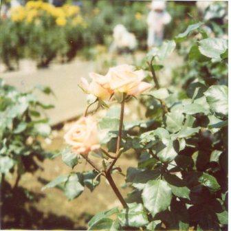 img009_re.jpg