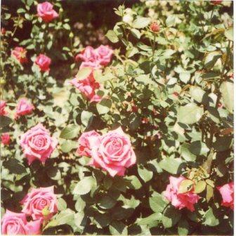 img011_re.jpg